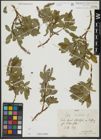 Foto von Salix hastata L.